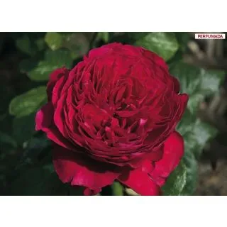 Compra ROSAL ALAIN SOULCHON ® Meikarouz en la tienda online Fito Agrícola