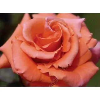 Compra ROSAL ALBERTA ® Femartina en la tienda online Fito Agrícola