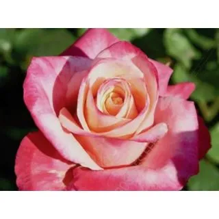 Compra ROSAL BLASCO IBAÑEZ ® - Fekika en la tienda online Fito Agrícola