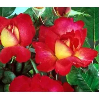 Compra ROSAL BOLSHOÏ ® - Meizuzes (Trepador) en la tienda online Fito Agrícola