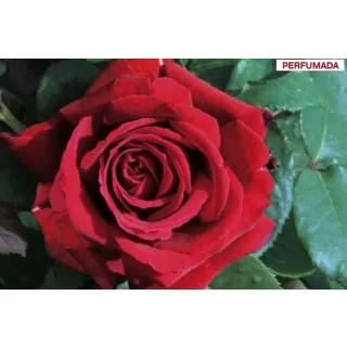 Compra ROSAL BOTERO ® - Meiafone en la tienda online Fito Agrícola