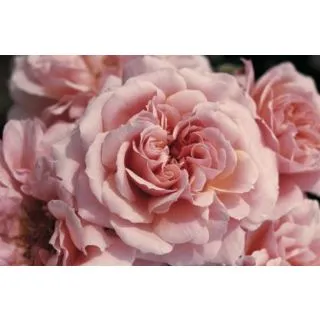 Compra ROSAL BOTTICELLI ® - Meisylpho en la tienda online Fito Agrícola