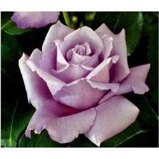 Compra ROSAL CHARLES DE GAULLE ® Meilanein en la tienda online Fito Agrícola