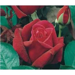 Compra ROSAL CHRYSLER IMPERIAL en la tienda online Fito Agrícola