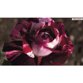 Compra ROSAL JULIO IGLESIAS ® - Meistemon en la tienda online Fito Agrícola