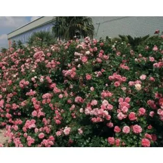 Compra ROSAL LES QUATRE SAISONS ® - Meifafio en la tienda online Fito Agrícola