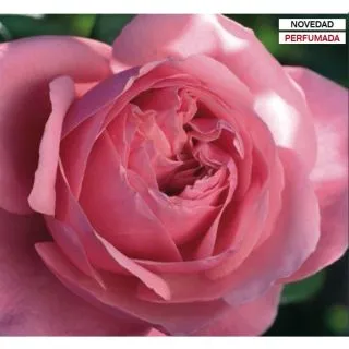 Compra ROSAL LINE RENAUD ® - Meiclusif en la tienda online Fito Agrícola