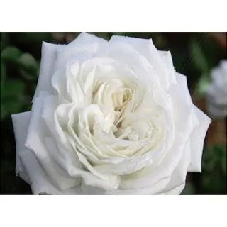 Compra ROSAL PIERRE ARDITI® Meicalanq en la tienda online Fito Agrícola