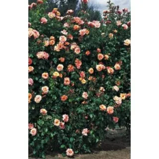 Compra ROSAL SORBET FRUITÉ ® - Meihestries (Trepador) en la tienda online Fito Agrícola