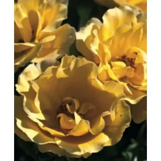 Compra ROSAL TEQUILA ® GOLD - Meipojona en la tienda online Fito Agrícola