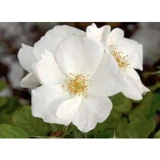 Compra ROSAL WHITE KNOCK OUT ® - Radwhite en la tienda online Fito Agrícola