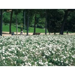 Compra ROSAL WHITE MEIDILAND ® - Meicoublan en la tienda online Fito Agrícola