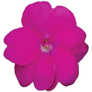 Compra SUNPATIENS LILAC (84 Plantas). en la tienda online Fito Agrícola