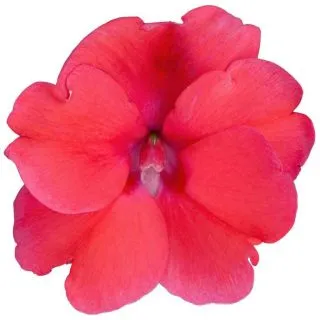 Compra SUNPATIENS DEEP ROSE (84 Plantas). en la tienda online Fito Agrícola