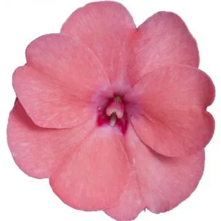 Compra SUNPATIENS CORAL (84 Plantas). en la tienda online Fito Agrícola