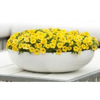 Compra CALIBRACHOA CABARET PURE YELLOW (126 Plantas). en la tienda online Fito Agrícola