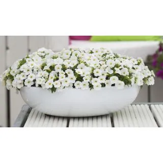 Compra CALIBRACHOA CABARET WHITE IMP (126 Plantas). en la tienda online Fito Agrícola