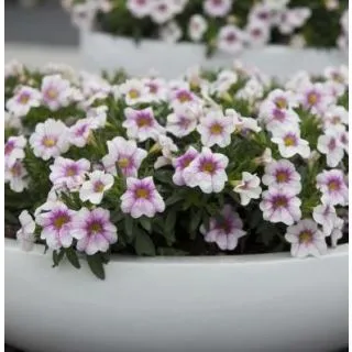 Compra CALIBRACHOA CABARET LIGTH PINK (125 Plantas) en la tienda online Fito Agrícola