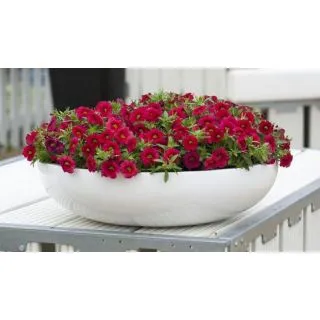 Compra CALIBRACHOA CABARET BRIGTH RED (126 Plantas). en la tienda online Fito Agrícola