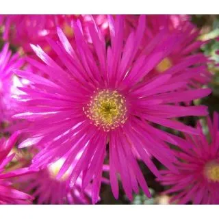 Compra MESSEM LILA SEMPERFLORENS (125 Plantas). en la tienda online Fito Agrícola