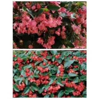 Compra BEGONIA DRAGON WING MIX F1 (144 Plantas). en la tienda online Fito Agrícola