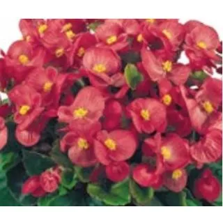 Compra BEGONIA SUPER OLYMPIA ROSA (Hoja Verde) SEMPERFLORENS (240 Plantas) en la tienda online Fito Agrícola