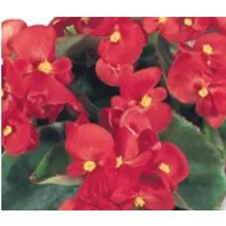 Compra BEGONIA SUPER OLYMPIA RED (Hoja Verde) SEMPERFLORENS (240 Plantas) en la tienda online Fito Agrícola