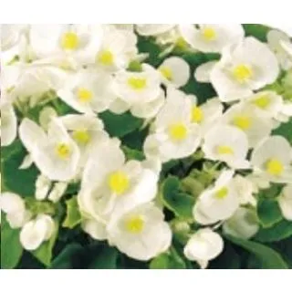 Compra BEGONIA SUPER OLYMPIA BLANCA (Hoja Verde) SEMPERFLORENS (240 Plantas) en la tienda online Fito Agrícola