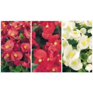 Compra BEGONIA SUPER OLYMPIA MIX (Hoja Verde) SEMPERFLORENS (240 Plantas) en la tienda online Fito Agrícola