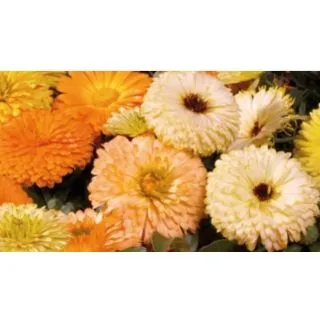 Compra CALÉNDULA COSTA MIX (240 Plantas) en la tienda online Fito Agrícola