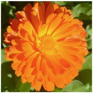 Compra CALÉNDULA COSTA NARANJA (240 Plantas). en la tienda online Fito Agrícola