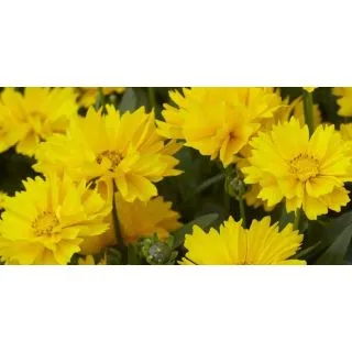 Compra COREOPSIS EARLY SUNRISE (240 Plantas). en la tienda online Fito Agrícola