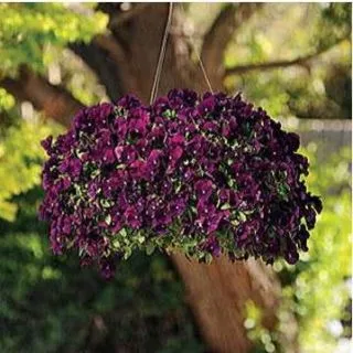 Compra PENSAMIENTO COOL WAVE PURPLE (144 Plantas). en la tienda online Fito Agrícola