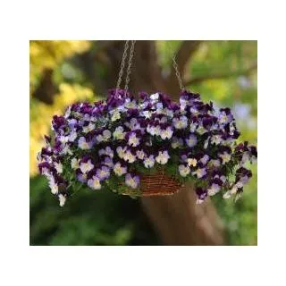 Compra PENSAMIENTO COOL WAVE VIOLET WING (144 Plantas) en la tienda online Fito Agrícola