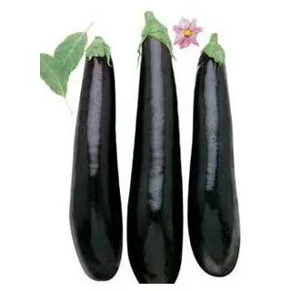 Compra BERENJENA NEGRA LARGA ECOLÓGICA MS6 en la tienda online Fito Agrícola