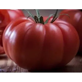 Compra TOMATE MONTEROSA (Injertado) M11 en la tienda online Fito Agrícola