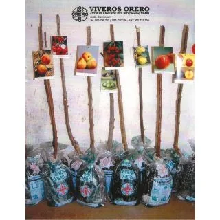 Compra ÁRBOL FRUTAL GRATIS (1 Unidad) en la tienda online Fito Agrícola