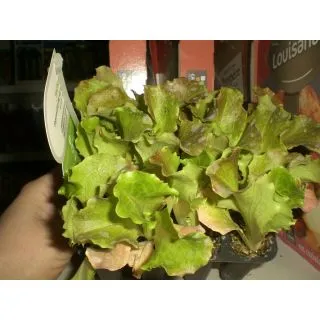 Compra LECHUGA MARAVILLA DE VERANO ECOLÓGICA MSE6 en la tienda online Fito Agrícola