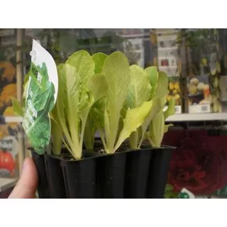 Compra LECHUGA ROMANA ECOLÓGICA MSE6 en la tienda online Fito Agrícola