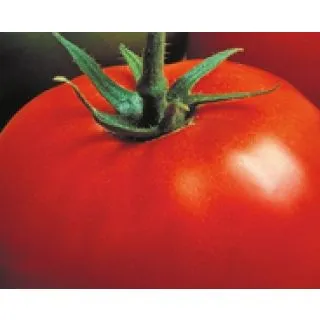 Compra TOMATE JACK F1 (Injertado) MS4 en la tienda online Fito Agrícola