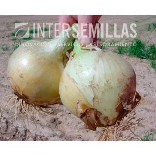 Compra CEBOLLA ESPADAN F1 (5.000 Semillas). en la tienda online Fito Agrícola