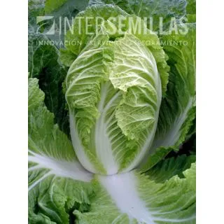 Compra COL CHINA MISUCA F1 (5.000 Semillas) en la tienda online Fito Agrícola