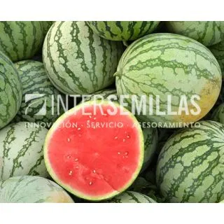 Compra SANDÍA REINA LINDA F1 (1.000 Semillas). en la tienda online Fito Agrícola