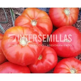 Compra TOMATE GENUINO F1 (1.000 Semillas). en la tienda online Fito Agrícola