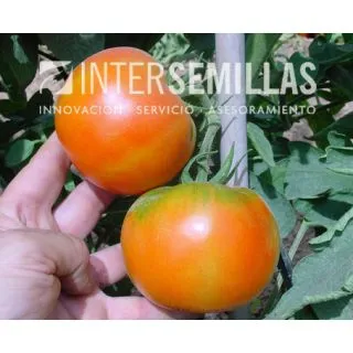 Compra TOMATE PATROL (Ex MARINO) F1 (1000 Semillas). en la tienda online Fito Agrícola
