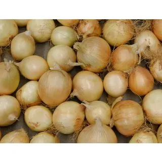 Compra CEBOLLA MAKALU Precisión (250.000 Semillas) en la tienda online Fito Agrícola