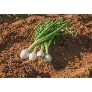 Compra CEBOLLA NUBE Precisión (10.000 Semillas) en la tienda online Fito Agrícola