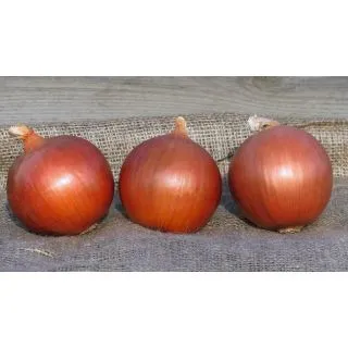 Compra CEBOLLA LEGEND Precisión (250.000 Semillas) en la tienda online Fito Agrícola