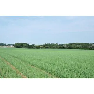 Compra CEBOLLA ORLENDA F-1 Precisión (250.000 Semillas) en la tienda online Fito Agrícola