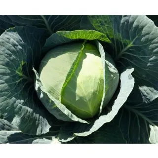 Compra COL BRONCO F1 Precisión ECOLÓGICA (1.000 Semillas). en la tienda online Fito Agrícola